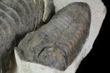Parahomalonotus Trilobite With Friend - Foum Zguid, Morocco #71261-5